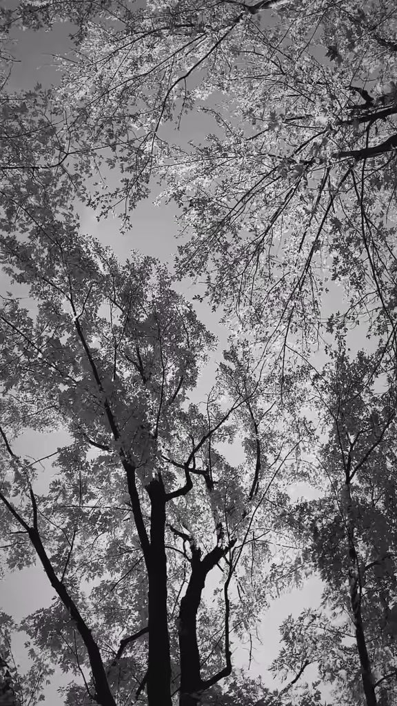 Boucles d’oreilles Damoclès